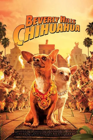 Những chú chó chihuahua Những chú chó chihuahua