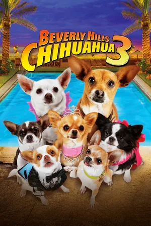 Những chú chó chihuahua 3 Những chú chó chihuahua 3